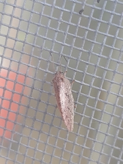 Drepanepteryx algida