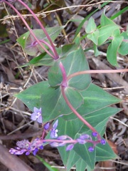 Veronica perfoliata