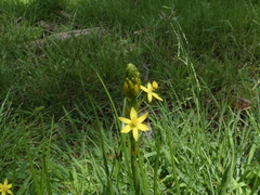 Bulbine semibarbata