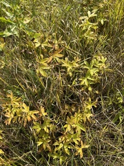 Anemonastrum dichotomum