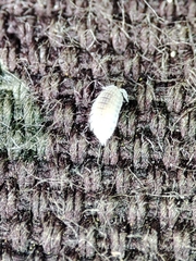 Platyarthrus codinai