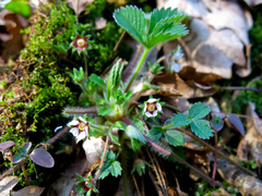 Potentilla micrantha