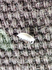 Platyarthrus codinai