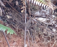 Amathuxidia amythaon