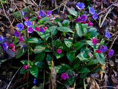 Pulmonaria officinalis