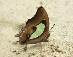 Polyura hebe