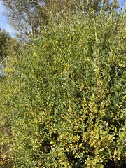 Salix kochiana