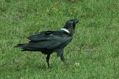 Corvus albicollis