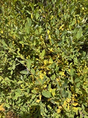 Salix kochiana