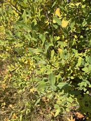 Salix kochiana