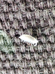 Platyarthrus codinai