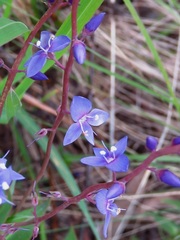 Veronica perfoliata