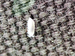 Platyarthrus codinai