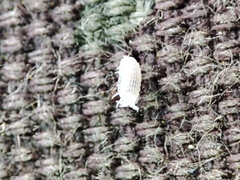 Platyarthrus codinai