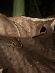 Indosylvirana nicobariensis