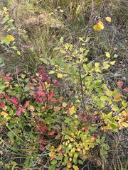 Salix pyrolifolia
