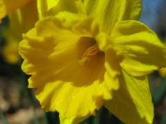 Narcissus