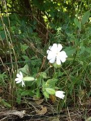 Silene latifolia
