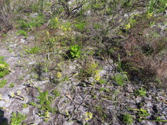Pterygodium acutifolium
