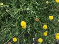 Leptorhynchos squamatus