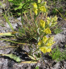 Pterygodium acutifolium