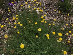 Leptorhynchos squamatus