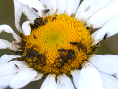 Thysanoptera