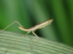 Orthodera