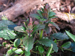 Ajuga