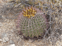 Ferocactus emoryi
