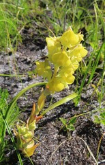 Pterygodium acutifolium