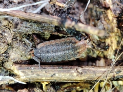 Porcellionidae