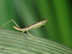 Orthodera