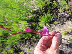 Disa racemosa