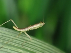 Orthodera
