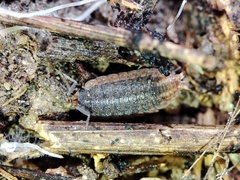 Porcellionidae