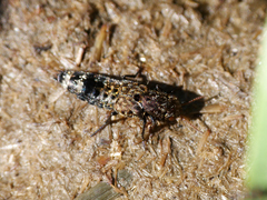 Ontholestes murinus