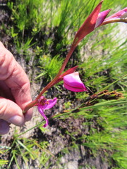 Disa racemosa