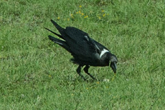 Corvus albicollis