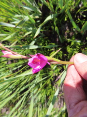 Disa racemosa