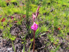 Disa racemosa