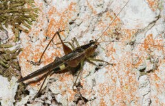 Conocephalus versicolor