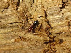 Camponotus lateralis