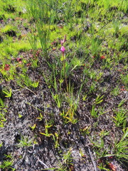 Disa racemosa