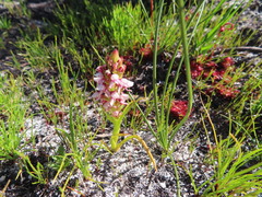 Disa obtusa hottentotica