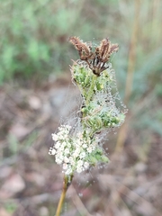 Daucus setifolius