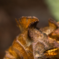 Chrysodeixis chalcites