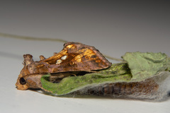 Chrysodeixis chalcites