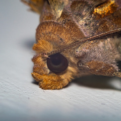 Chrysodeixis chalcites