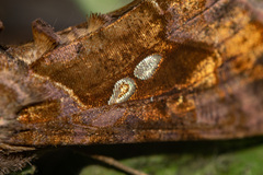 Chrysodeixis chalcites